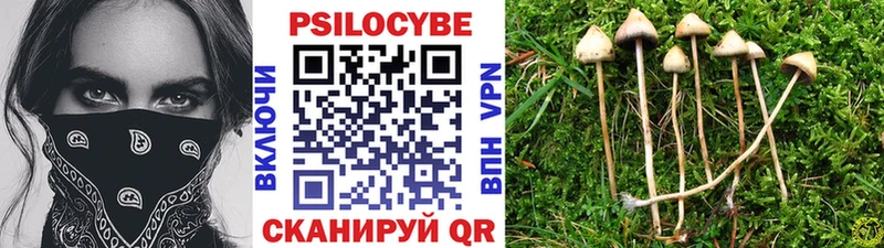 Галлюциногенные грибы Psilocybine cubensis  omg как зайти  Подольск 
